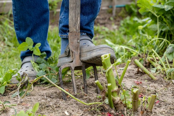What's the Ideal Method to Overwinter Exotic Plants in a UK Home?