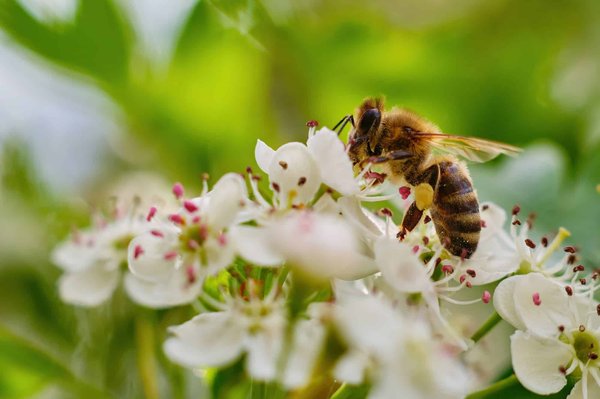 What are the best plants for attracting pollinators in a Bristol city centre garden?